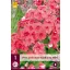 Phlox perene Scufița Roșie 1 JUB