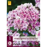 Phlox peren Paniculata Sherbet Blend (Phlox) 1 buc JUB