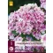 Phlox peren Paniculata Sherbet Blend (Phlox) 1 buc JUB