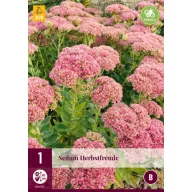 Perene Sedum Herbstfreude 1 JUB