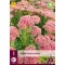 Perene Sedum Herbstfreude 1 JUB