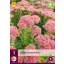 Perene Sedum Herbstfreude 1 JUB
