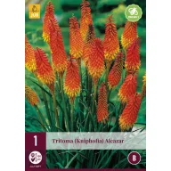 Perene Tritoma (Kniphofia) Alcazar (crin torță) 1 JUB