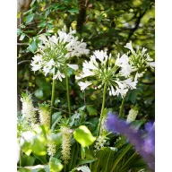 Perenă Agapanthus africanus Albus 1 buc JUB