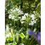Perenă Agapanthus africanus Albus 1 buc JUB