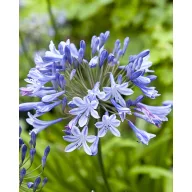 Agapanthus peren Blue Giant 1 buc JUB