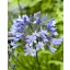 Agapanthus peren Blue Giant 1 buc JUB
