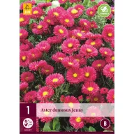 Aster peren dumosus Jenny 1 buc JUB