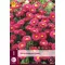Aster peren dumosus Jenny 1 buc JUB