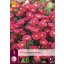 Aster peren dumosus Jenny 1 buc JUB