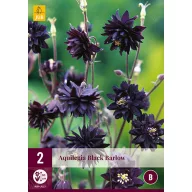 Aquilegia perenă Black Barlow 2 buc JUB