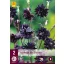 Aquilegia perenă Black Barlow 2 buc JUB