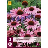 Echinacea purpurea perenă (Kasvirág) 3 buc JUB