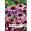 Echinacea purpurea perenă (Kasvirág) 3 buc JUB