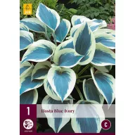 Hosta perenă Blue Ivory 1 bucată JUB