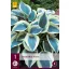 Hosta perenă Blue Ivory 1 bucată JUB
