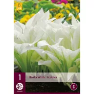 Hosta perenă White Feather 1 buc. JUB