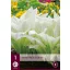 Hosta perenă White Feather 1 buc. JUB