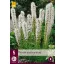 Perenă Liatris Floristan White 5 buc JUB