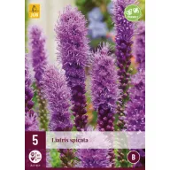 Liatris spicata perenă 5 buc JUB