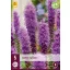 Liatris spicata perenă 5 buc JUB