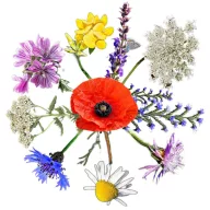   Wildflower nativ maghiar flori amestec de semințe Ceară de albine 2.0 50g