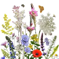   Floare sălbatică nativă maghiară amestec de semințe de flori Polen mamă 50g