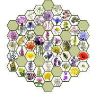   Wildflower floare nativă maghiară amestec de semințe Bee Ne? 5g