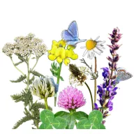   Vadvirágom amestec de semințe de flori autohtone maghiare Pajiște florală autohtonă 50 g