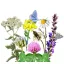Vadvirágom amestec de semințe de flori autohtone maghiare Pajiște florală autohtonă 50 g