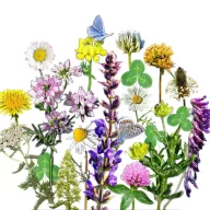   Vadvirágom amestec de semințe de flori maghiare autohtone Pajiște florală autohtonă Extra 50 g