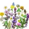 Vadvirágom amestec de semințe de flori maghiare autohtone Pajiște florală autohtonă Extra 50 g
