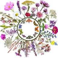   Vadvirágom amestec de semințe de flori native maghiare Atragător de fluturi 2.0 5g