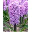 Bulb de flori Hyacinth Purple Voice 5 buc JUB
