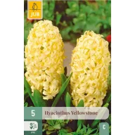 Floare Bulb Hyacinth Yellowstone 5 bucăți JUB