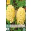 Floare Bulb Hyacinth Yellowstone 5 bucăți JUB