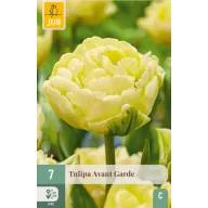Bulb de flori Lalea Avan Garde 7 bucăți JUB