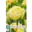 Bulb de flori Lalea Avan Garde 7 bucăți JUB