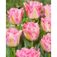 Bulb de flori Lalea Pink Delight 7 bucăți JUB