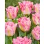Bulb de flori Lalea Pink Delight 7 bucăți JUB