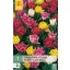 Bulb Tulip Dubbel Vroeg/Dubble Early Mix 7 buc JUB