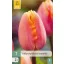 Floare Bulb Lalea Caise Favorit 7 bucăți JUB