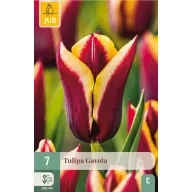 Bulb de flori Lalea Gavota 7 bucăți JUB