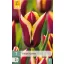 Bulb de flori Lalea Gavota 7 bucăți JUB