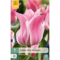 Bulb de flori Lalea Miss Elegeance 7 bucăți JUB