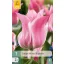 Bulb de flori Lalea Miss Elegeance 7 bucăți JUB