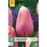 Bulb de flori Lalea Menton 7 bucăți JUB