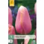 Bulb de flori Lalea Menton 7 bucăți JUB