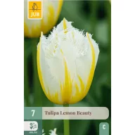 Bulb de flori Lalea Lemon Beauty 7 bucăți JUB