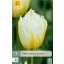 Bulb de flori Lalea Lemon Beauty 7 bucăți JUB